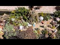 Succulent fairy garden remake