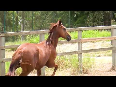 LOTE 28   TALITA TWISTER FI