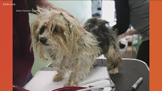 Yorkies seized from deplorable conditions Elmore County ly forfeited