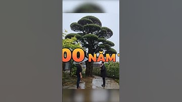 Tùng La Hán Nhật Bản có thực sự quý hiếm? #nhato #tunglahan