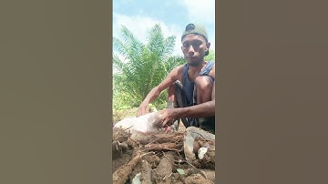 Harvesting cassava part 14 #shorts #farming #cassava #nature  #cassavaroots #cassavafarming