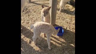 Baby Alpaca lucky doing well after after being found half frozen on the ground#animals #cool