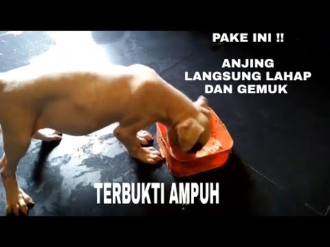 Video: 5 Cara Mudah Untuk Membantu Anak Anjing Anda Mencurahkan Berat Badan