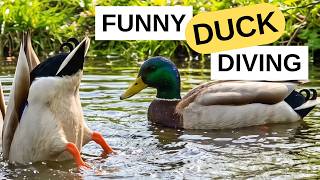 Funny Duck Diving: Mallards 'Bottoms Up' Foraging 🦆