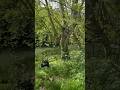 Pamplona 🌿Norte España🍀nature☘️forest #naturaleza #nature #spring #spain #unique #forest