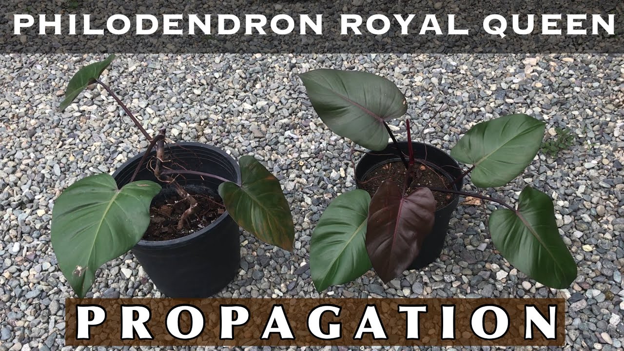 Philodendron Royal Queen | Simple and Easy Propagation