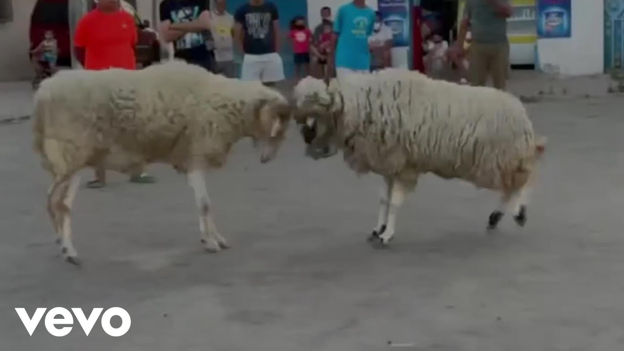 mastaziano - Amazone ft. Balti