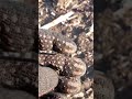 супер на тельный крест 17 века!металопластика #shortvideo #shorts