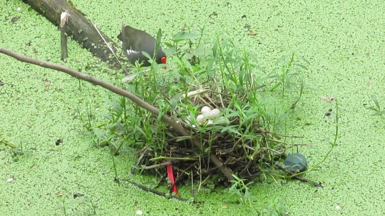 Moorhen nest/waterhen nest/Moorhen/waterhen/life of common gallinule