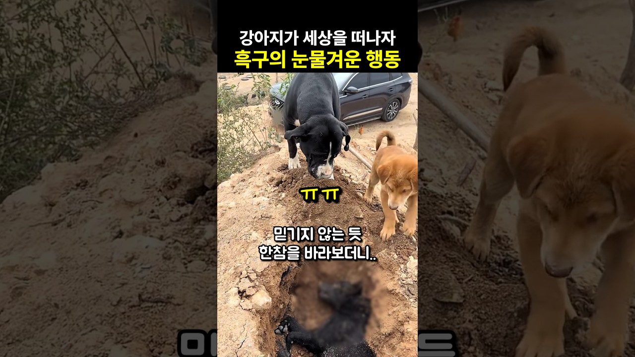 입양 왔던 강아지가 세상을 떠나자 흑구의 눈물겨운 행동 ㅠㅠ