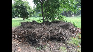 What We Mean By PROPER MULCHING of fruit trees