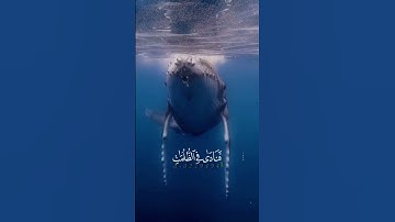 وذا النون اذَ ذهب مغاضبا /اَيات من/سورة الاًنبٌياِء🤍