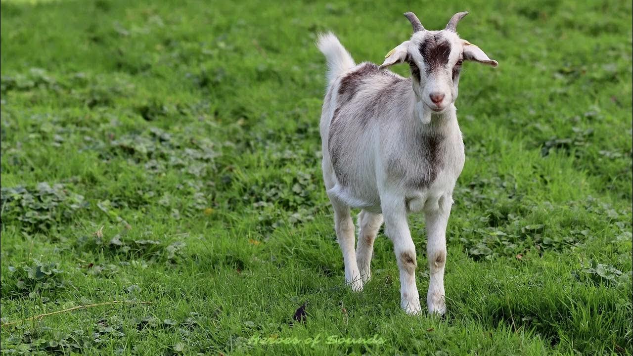 Cri de la chèvre le chevrotement YouTube