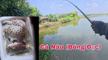 Câu Cá Nâu Cá Bóng Đục