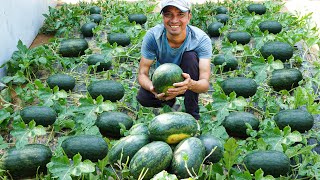 I Used to Think Watermelon Cultivation Was Tough, Until I Found the Perfect Solution!