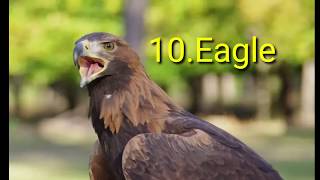 top 10 Stongest Animals