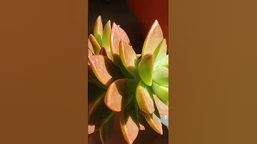 Thumbnail of Sedum California Sunset
