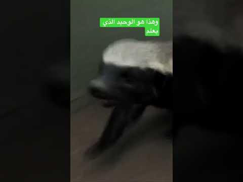 عندما يهرع غرير العسل لنجده صاحب المزرعه شاهد