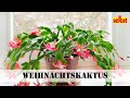 Weihnachtskaktus pflegen
