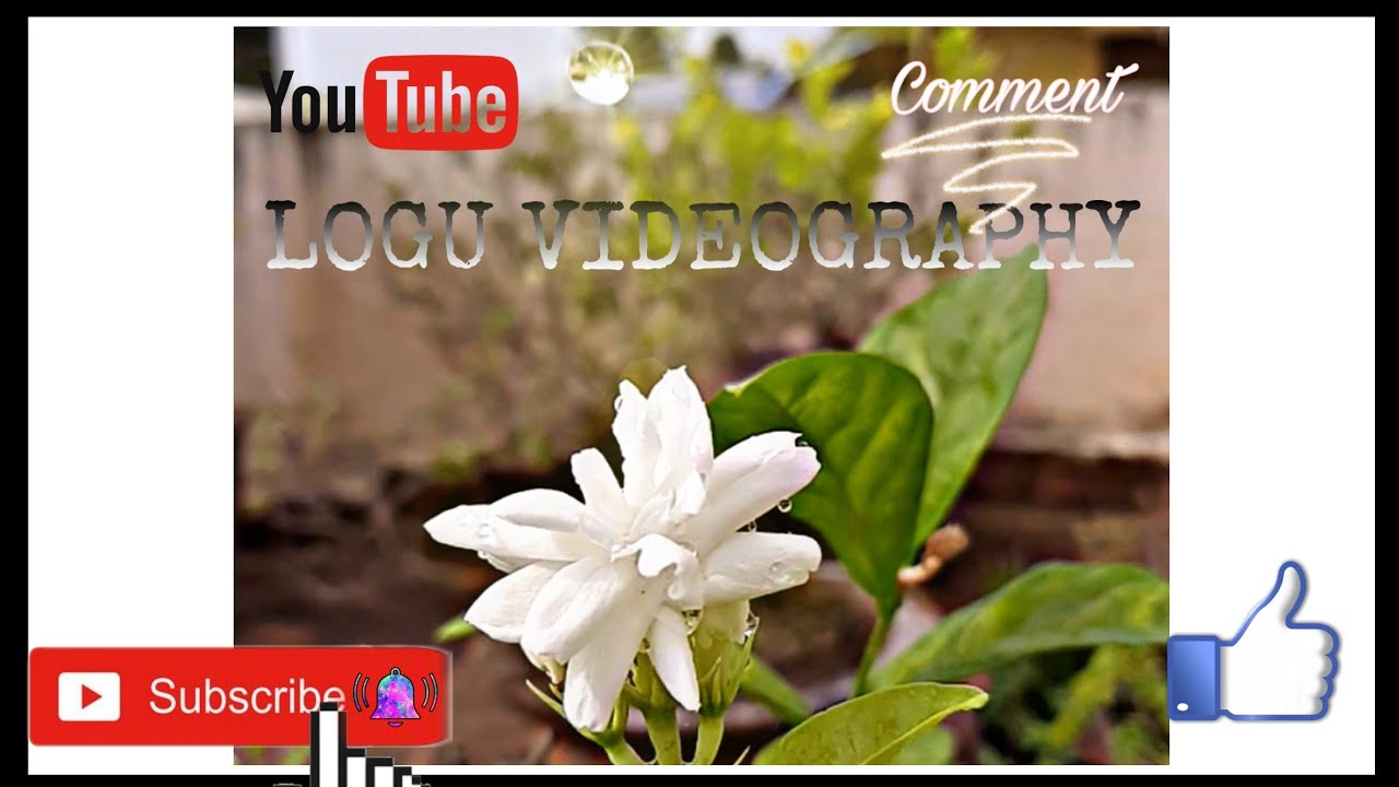 💕🥰😍JASMINE FLOWER 😍🥰💕 YouTube