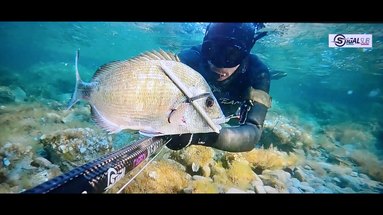 SPEARFISHING TECHNIQUES CHASSE SOUS MARINE SUR LE SAR EN CORSE SIGAL
