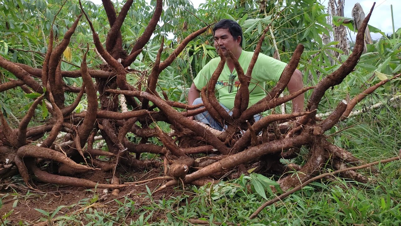 GANITO KALAKI ANG BUNGA NG 7 MONTHS OLD NA KAMOTENG KAHOY | D' Green Thumb