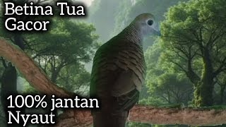 Download lagu PANCINGAN PERKUTUT CEPAT GACOR‼️MERANGSANG BUNYI GACOR.