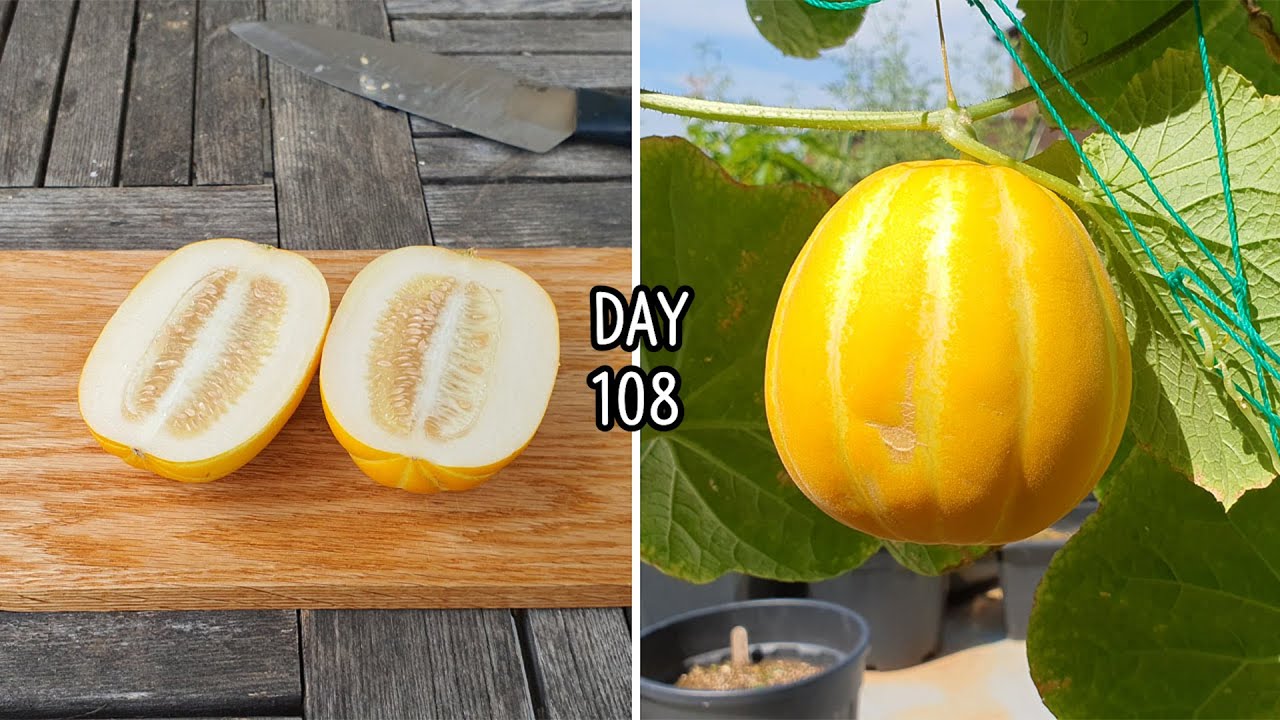 집에서 화분에 참외 키우기 (참외 어떻게 자라나요?) Korean Melon How Does it Grow? YouTube