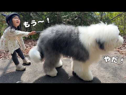 【仲悪し】わんぱくすぎる弟に完全に手を焼いてる３歳児がこちらです…😅｜グレートピレニーズ&オールドイングリッシュシープドッグ&トイプードル