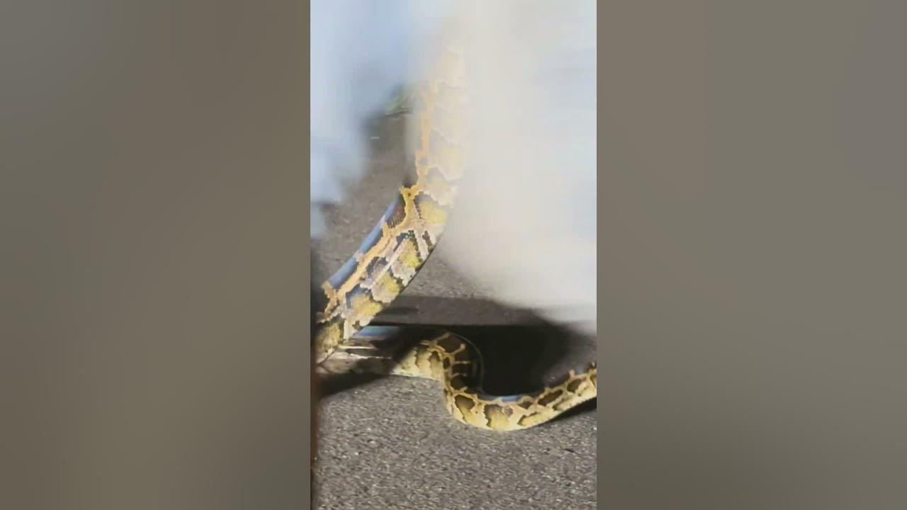 Dancing with a 7ft Burmese Python! #florida #python #everglades # ...