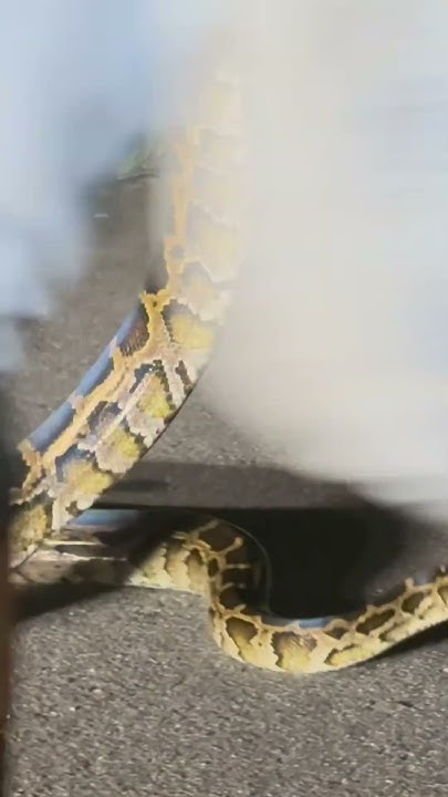 Dancing with a 7ft Burmese Python! #florida #python #everglades # ...