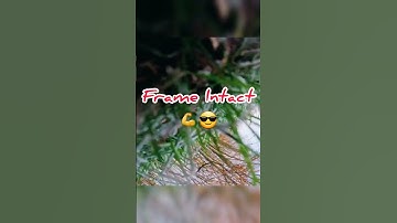 Durability Test 😵 #fpvlife #shorts #drone #fpv #apex