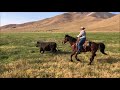 Trimming Horns on a Cow