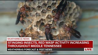 Aggressive Red Wasps Increasingly Active In Tennessee - WeatherBug News