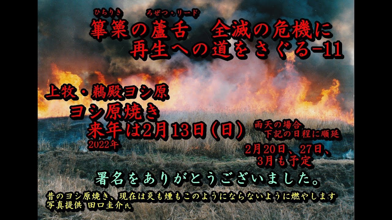 篳篥の蘆舌 全滅の危機に 再生への道をさぐる（動画） | 雅楽協議会