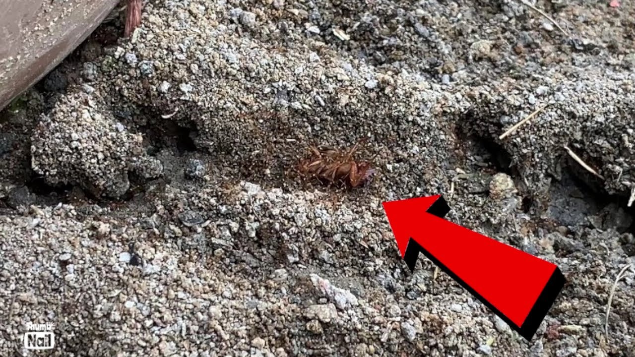 Fire Cockroach Fire Ants Attack Cockroach | You Won’t Believe What They Did To It ...