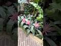 🌱 Plant Spotlight: Aechmea Fasciata (More Info in Description) #gardening #floweringplants #shorts