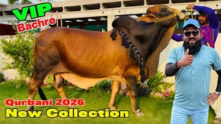 New Collection Big Size Sahiwal Bachre | Qurbani 2026 | Abdul Munam cattle farm Shekhopura 