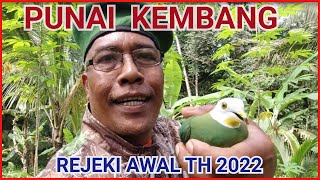 Download Lagu PUNAI KEMBANG , REJEKI AWAL TH. 2022 , MIKAT PUNAI  DIKIRA SUDAH EH LEM KEJATUHAN RANTING POHON. MP3