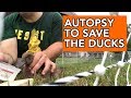 Duck Autopsy and More Sick Ducks