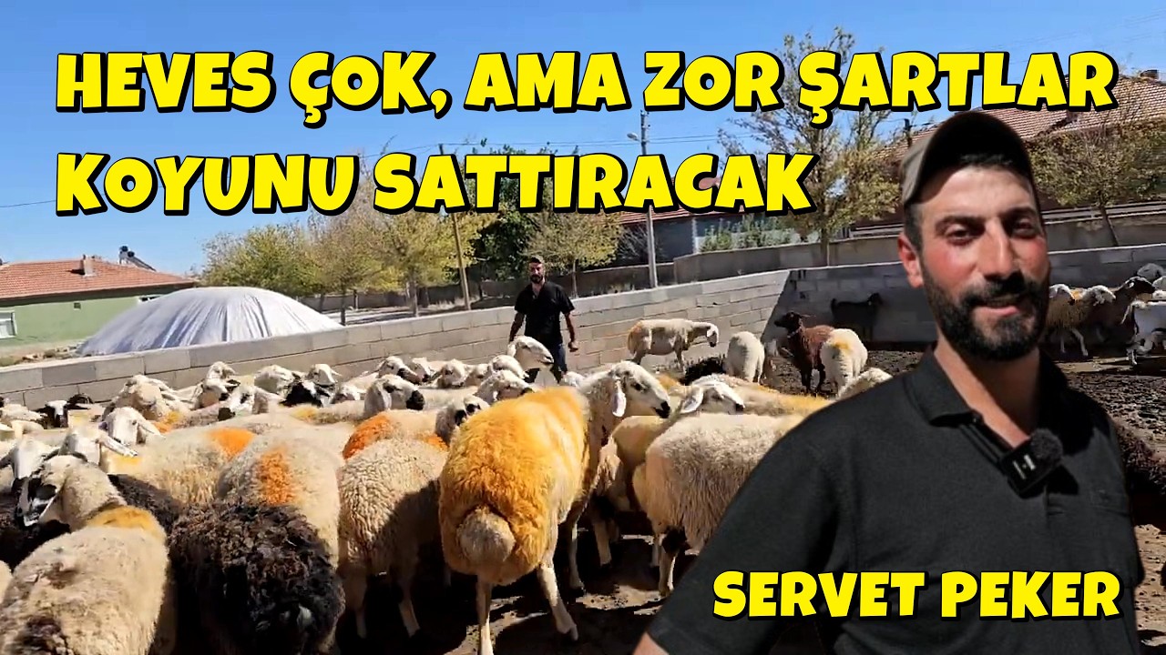 HEVES ÇOK AMA ZOR ŞARTLAR KOYUNU SATTIRACAK