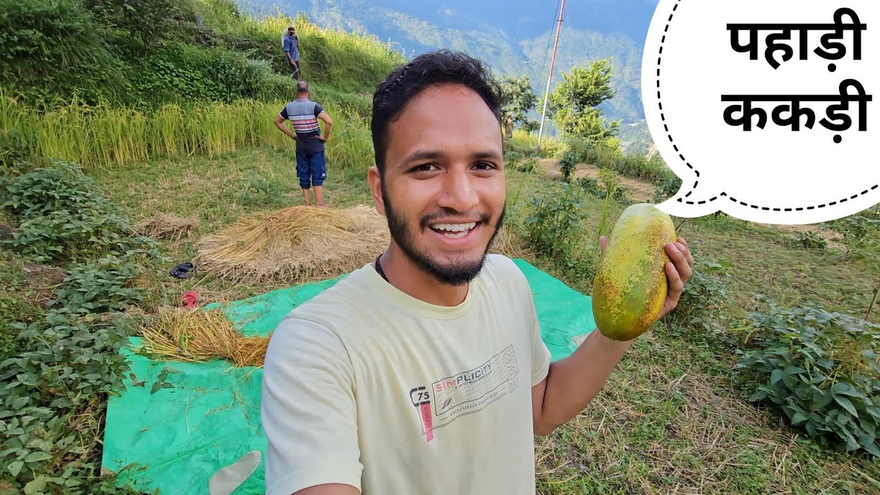 काम करते हुए मिली पहाड़ी ककड़ी || Pahadi Lifestyle Vlog || Pahadi Biker ...