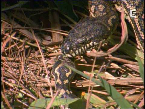 les pythons d'australie3.6.avi