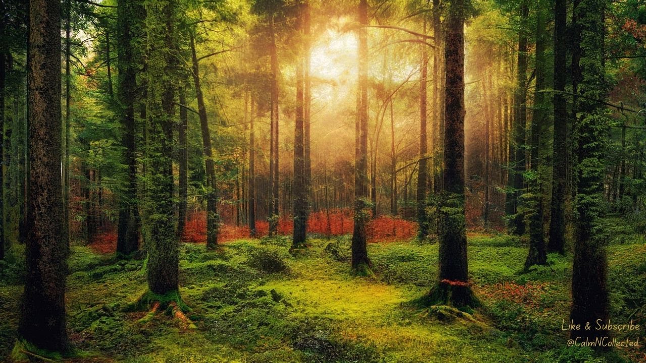 Focus Music: Nature Sounds - Calming Forest Ambiance for Deep Focus ...