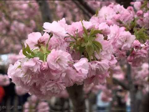 Cherry Blossom – Sakura