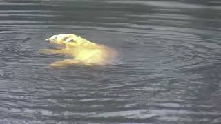 Polar bears enjoying their private lake in Cochrane