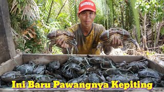 BERBURU KEPITING UKURAN SUPER JUMBO DI TAMBAK TRADISIONAL