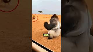Animals With The Most Powerful Attacks 😨#animalfacts #wildlife #facts