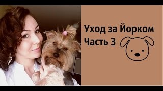 Йоркширский Терьер Часть 3: Воспитание и Дрессура Йорка Йоркширский Терьер Часть 3: Воспитание и Дрессура Йорка