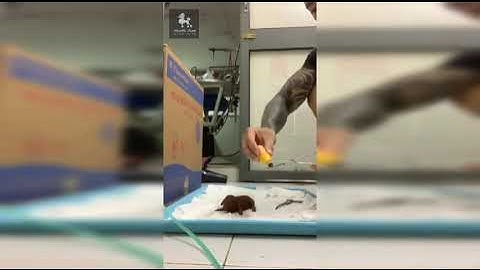 cắt đuôi chó poodle | cách cắt đuôi cho chó poodle an toàn